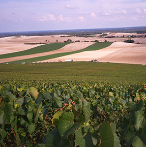 Notre vignoble