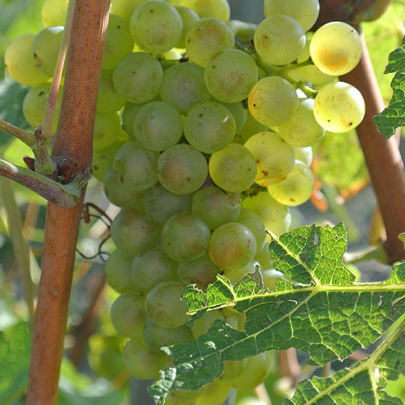 La Maison de CHAMPAGNE OUDIT-SIMONNET